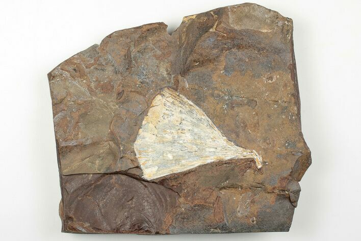 2.4" Fossil Ginkgo Leaf From North Dakota - Paleocene